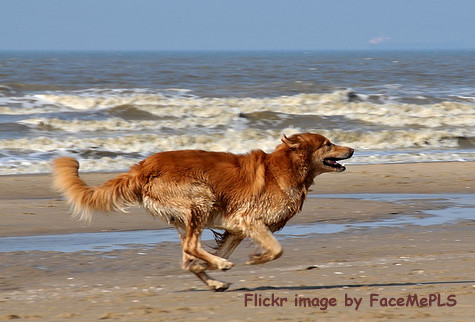 Pilgrim Bark Park and the seashore of Provincetown, MA provide a perfect venue for Fido to romp in the surf and sand
