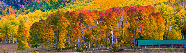 Fall in Aspen, Colorado is evident by the stark white bark of the Birch Trees and their brilliant yellow leaves sprinkled with radiant reds. Flickr photo by snowpeak