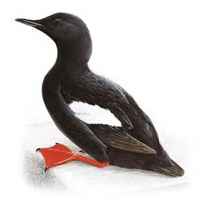 The black guillemot with its distinct black and white feathers and red webbed-feet - whalewatcher.is photo