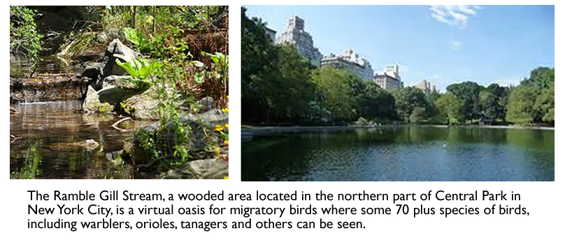 Central Park