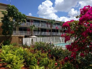 Three storey building in background, view of pool through white fencing, palm trees, small flowering plants and greenery, large flowering bush