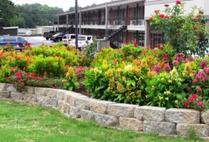 Flowering plants and shrubs behind a low wall, two storey building in the background with parking spaces