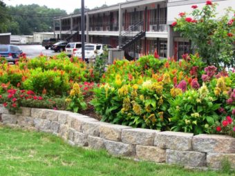 Flowering plants and shrubs behind a low wall, two storey building in the background with parking spaces