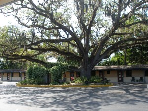 one story building with exterior doors, large tree with hanging spanish moss, flower bed with small plants, parking spaces