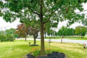 Grassy area, trees, shrubs and flowers